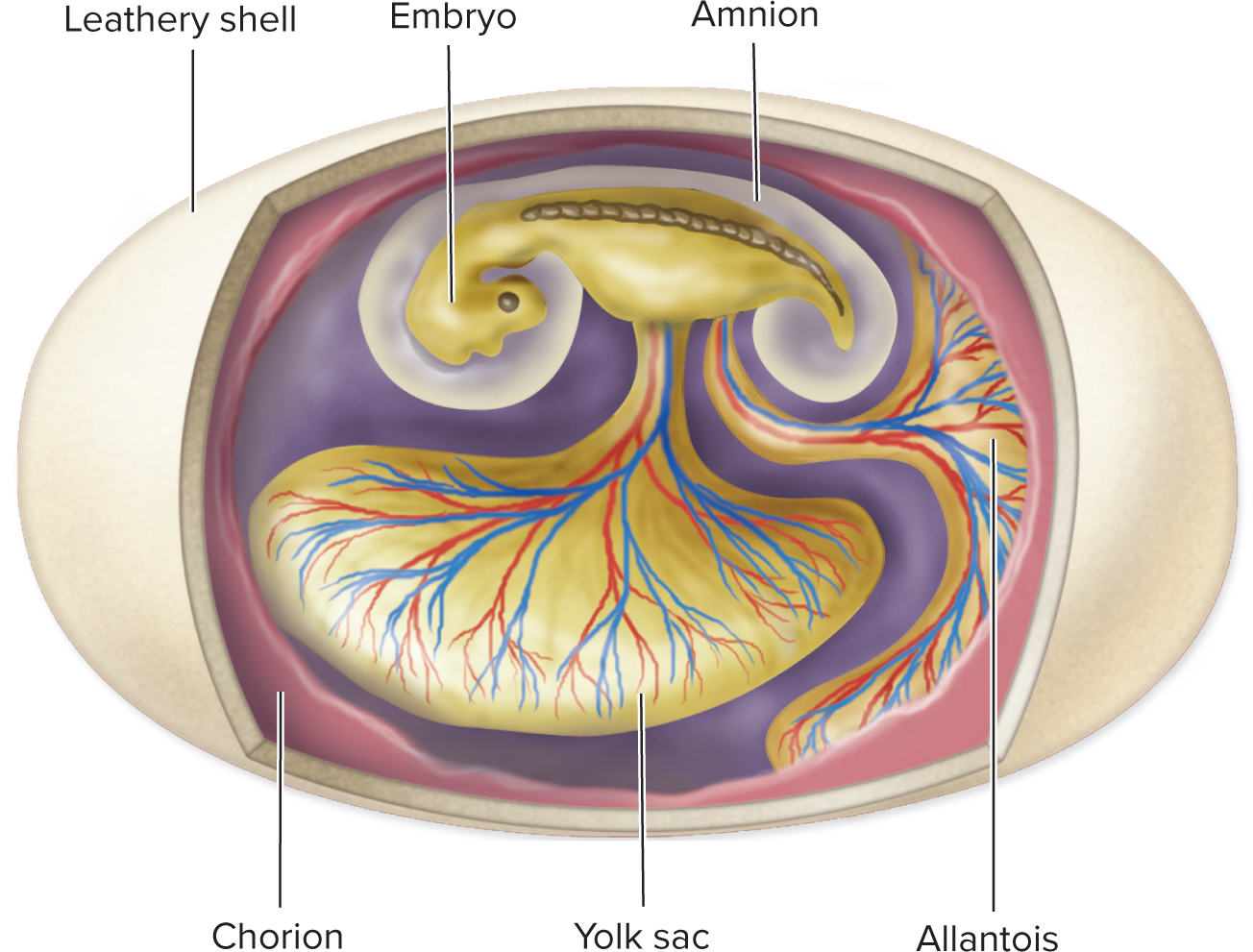 <p>1) <strong>Chorion </strong>— outermost membrane just inside the shell; allows oxygen to diffuse in to the embryo. </p><p>2) <strong>Amnion </strong>— surrounds and cushions the embryo in fluid. </p><p>3) <strong>Yolk sac</strong> — stores food (nutrients) for the developing embryo</p><p>4) <strong>Allantois </strong>— stores nitrogenous waste (as uric acid) produced by the embryo.</p>