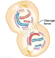 <p>Nuclei reform.</p>