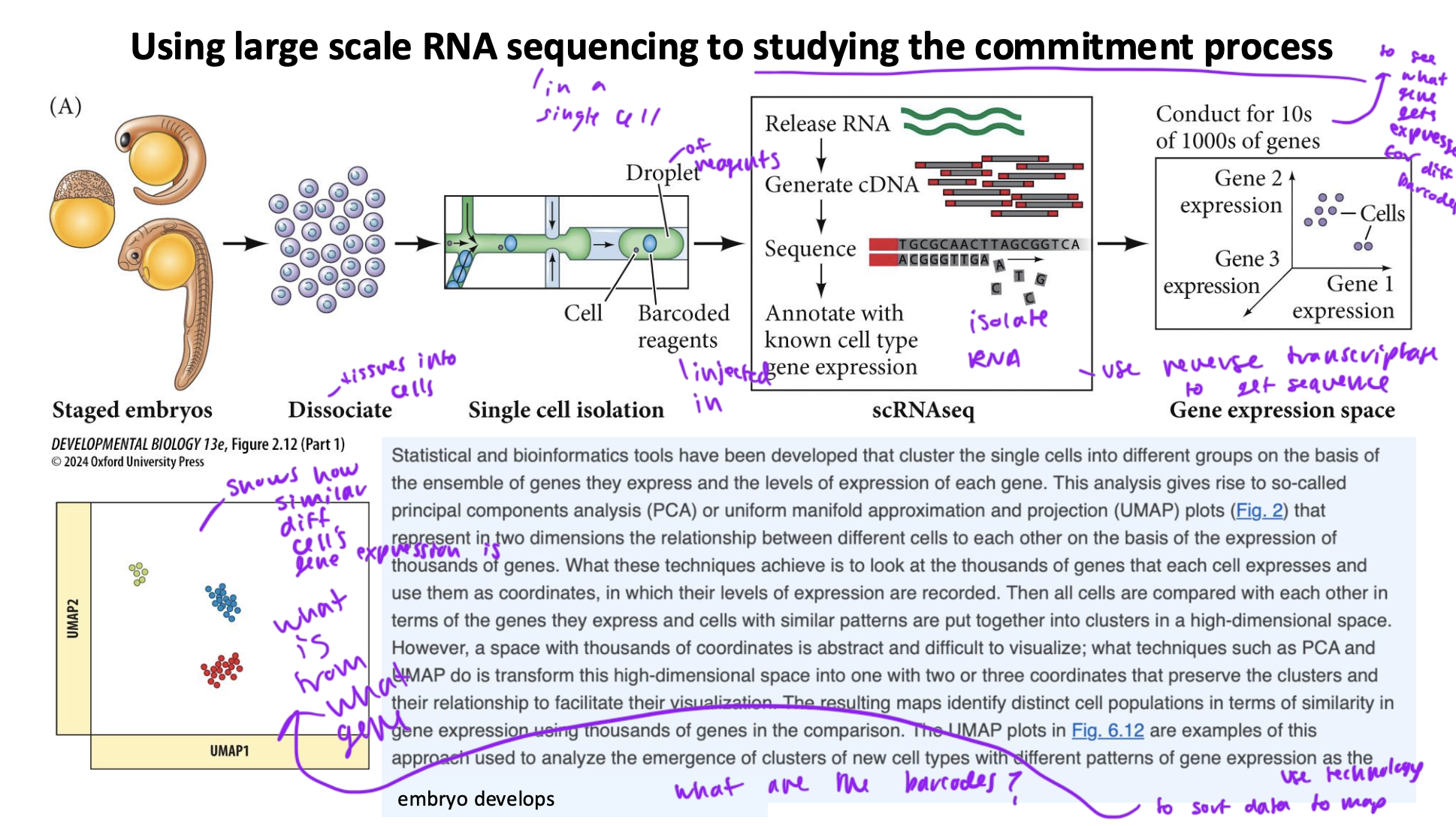 <ul><li><p>take embryos at a certain stage</p></li><li><p>break their tissues down into individual cells</p></li><li><p>inject barcodes reagents into the cells</p></li><li><p>the cells then release RNA which you isolate using reverse transcriptase</p></li><li><p>repeat for thousands of cells until you have a bunch of data</p></li><li><p>then you can see what gene gets expressed when you inject diff barcodes</p></li><li><p>so you can see how similar gene expression is in diff cells and what comes from what gene</p></li></ul><p></p>