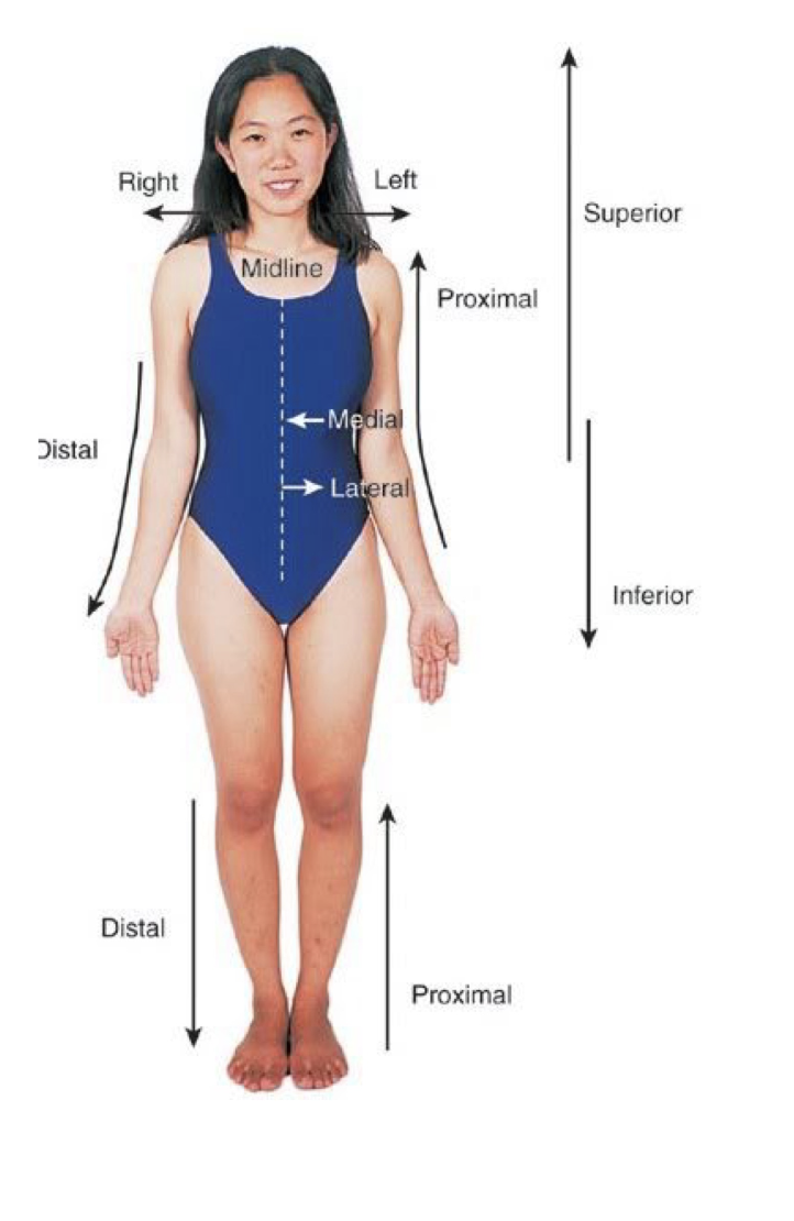 <ul><li><p>standing upright</p></li><li><p>facing forward</p></li><li><p>head level and eyes looking forward</p></li><li><p>arms at the sides</p></li><li><p><strong>palms facing forward</strong></p></li><li><p>feet flat and pointing forward</p></li></ul><p></p>