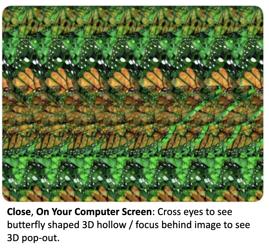 <p><u>Binocular Disparity: Stereoscope</u></p><p>Free fusion: __ to view a stereogram without a stereoscope. <span style="color: rgb(249, 230, 184);">(Basically?)</span></p><p>• Reveals how __ alone can drive depth perception.</p><p>“Magic Eye” – Relies on ? .</p><p>• Must Be Close! Relax eyes; focus in front of or behind the image.</p><p>• Longer directions &amp; more examples at end.</p>