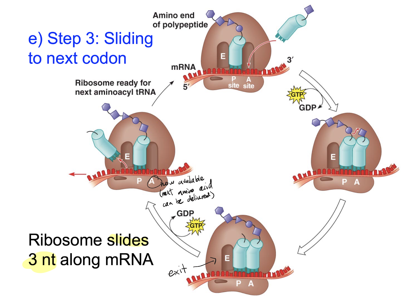 <p>The P-site contains a tRNA molecule bonded to the start codon which acts as a base to create a polypeptide chain. The a-site is empty and ready for new amino acid tRNAs to enter.<br><br>The correct aa-tRNA enters and stays in the A-site, bonding with its corresponding codon. The peptide bond between the P-site polypeptide tRNA and its corresponding amino acid/amino acid chain is broken, and a new peptide bond is formed between the existing chain and the a-site amino acid tRNA. The formation of a polypeptide releases a water molecule. The ribosome will slide 3 nucleotides (a codon) forward along the mRNA, causing the now spent P-site tRNA to slide to the E site and exit the ribosome (no longer bonded to mRNA) and the now chained A-site tRNA to slide to the P-site. The A-site is now free and ready for the next correct amino acid to enter.</p>