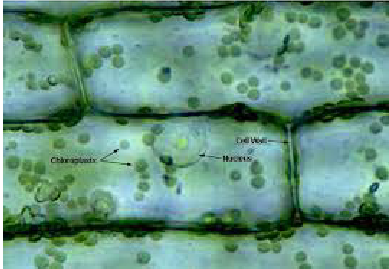 term image