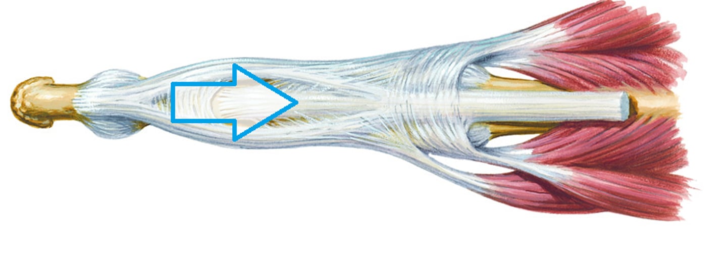 <p>Inserts into the base of the MIDDLE phalanx</p><p>-is an extension of the Extensor Digitorum &amp; Interossei</p><p>-EXTEND the PIP joints</p>