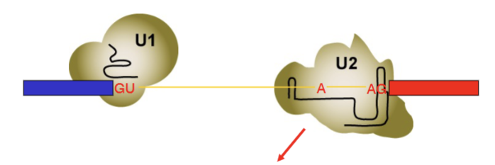 <p>U1 associates with GU sequence via the internal RNA base pairing. U2 associates with UACUA<strong>A</strong>C sequence and AG via complementary internal RNA base pairing. UACUAAC imperfect (6 RNA residues for 7 intron residues = <strong>A </strong>remains unpaired, allows it to attack GU)</p>