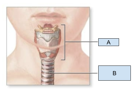 <p>Which structure is labeled A?</p>