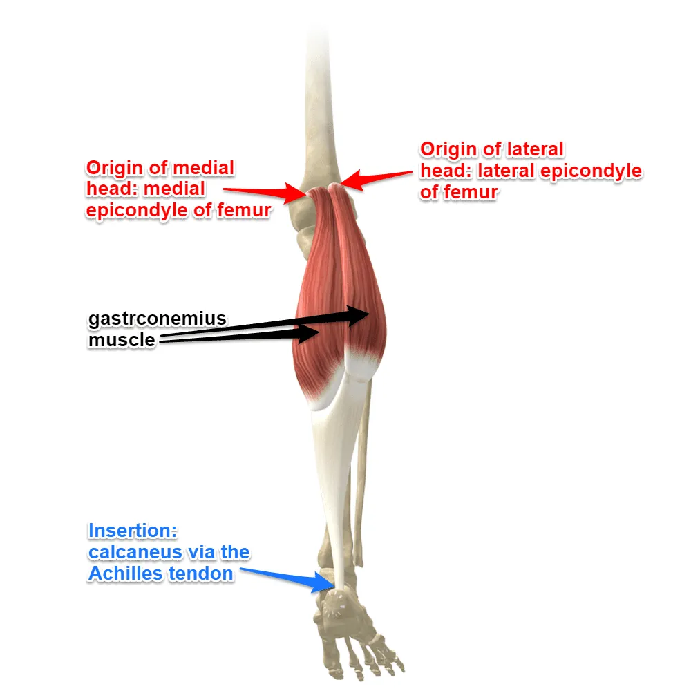 <p>Gastrocnemius (O/I)</p>