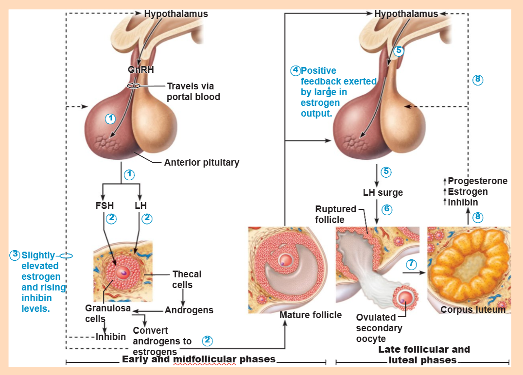 <p>Secondary oocyte and first polar body</p>