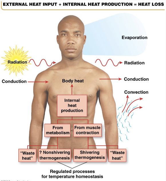 <p>Temperature increase</p><ul><li><p>Exercise</p></li><li><p>Diet induced</p></li><li><p>thermogenesis</p></li><li><p>Circadian rhythms</p></li><li><p>Hormonal cycles</p></li><li><p>Environment</p></li></ul><p>Temperature decrease</p><ul><li><p>Environment</p></li></ul><p></p>
