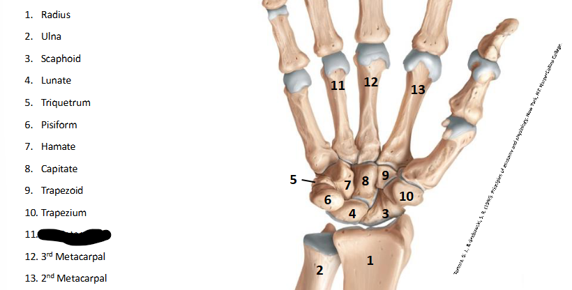 <p>What are the landmarks within <strong>Wrist/Hand?</strong></p>
