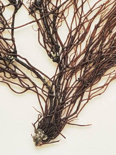 <p>red algae (rhodophyte)</p>