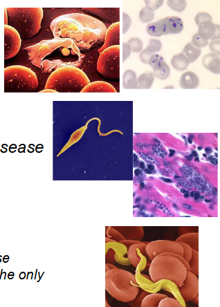 <p>MALARIA</p><p>- plasmodium spp - biggest killer</p><p>BABESIOSIS</p><p>- Zoonosis, mild infections, tick borne</p><p>.</p><p>LEISHMANIASIS</p><p>- Leishmania spp - most pleitropic disease</p><p>.</p><p>CHAGAS DISEASE</p><p>- Trypanosoma cruzi - silent killer</p><p>.</p><p>SLEEPING SICKNESS</p><p>- trypanosoma brucei gambiensie/rhodesiense</p><p>- Fatal without treatment, tertiary stage uses the only arsenical drug licensed</p>