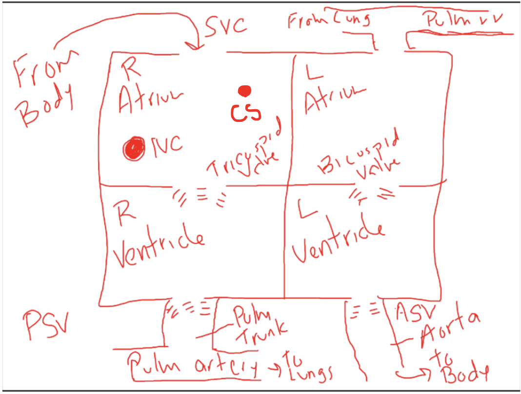 <p>Right atrium: deoxygenated blood</p><p>Left atrium: oxygenated blood</p>