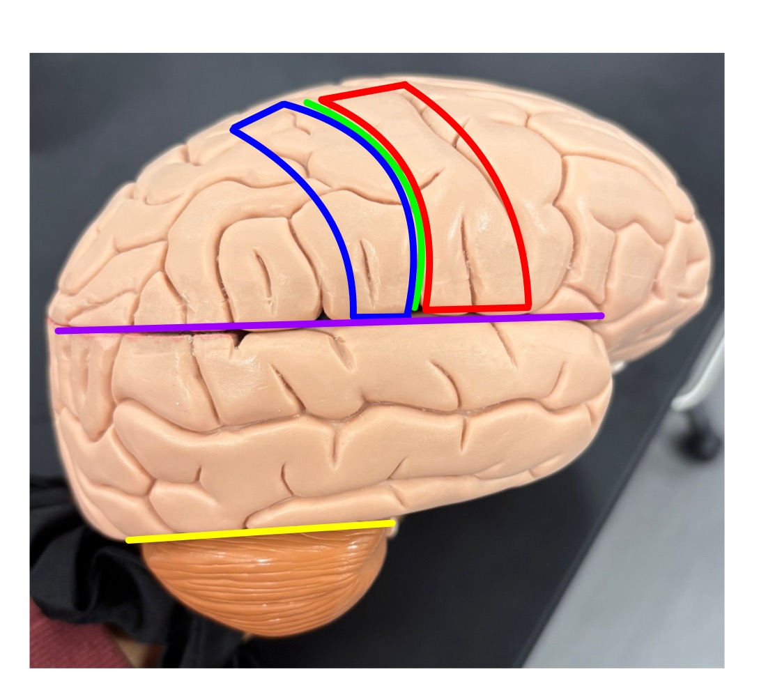 <p>name the structure outlined in green </p>