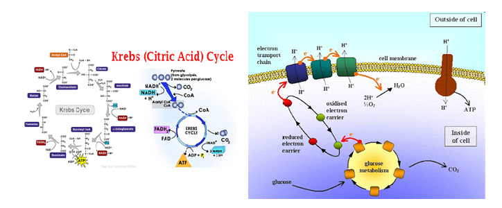 <p>Sker genom glykolys (där socker spjälkas) vilket kan följas av antingen fermentation (jäsning utan syre) eller aerob respiration (citronsyrasykeln och elektrontransportkedjan)</p><p>Glykolys:<br>Sockermolekyl spjälkas i en serie kemiska reaktioner → glukos omvandlas till pyruvat → bildas lite ATP och reducerade coenzymer (NADH)</p><p>Fermentation:<br>Många orala bakterier, särskilt i mogna plack där syretillgången är låg, använder fermentation.</p><p>Pyruvat oxideras utan en extern elektronacceptator → (munhåla) mjölksyra (laktat) bildas, även etanol, ättiksyra och myrsyra kan bildas → lägre mängd ATP än respiration→syror i munnen</p><p>Respiration - Aerob eller anaerbon:<br>Aerob respiration: Kräver syre → fullständig förbränning av pyruvat → Citronsyracykeln (Krebs cykel) → oxideras fullständigt till CO2 och H2O → bildas mycket reducerade coenzymer (NADH/FADH) → elektrontransportkedjan →elektroner till en kedja av proteiner i cellmembranet → protongradient → driver ATP-syntas → stora mängder ATP<br>Anaerob respiration: Liknar aerob men använder andra externa elektronacceptorer än syre, såsom nitrat eller sulfat</p>