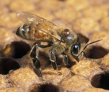 <ul><li><p>Indirect => varroa bite into bee (vector)</p></li><li><p>Direct => transmission from Queen bee to offspring <span data-name="crown" data-type="emoji">👑</span> <span data-name="bee" data-type="emoji">🐝</span></p></li><li><p>Varroa bites into them and transmits virus into blood of bee</p></li><li><p>IMPACT - </p></li><li><p><mark data-color="#fddfce" style="background-color: rgb(253, 223, 206); color: inherit;">stressing them out <span data-name="dizzy_eyes" data-type="emoji">😵‍💫</span>, shriveled wings, bloated abdomens , decreased size …</mark></p></li></ul><p></p>