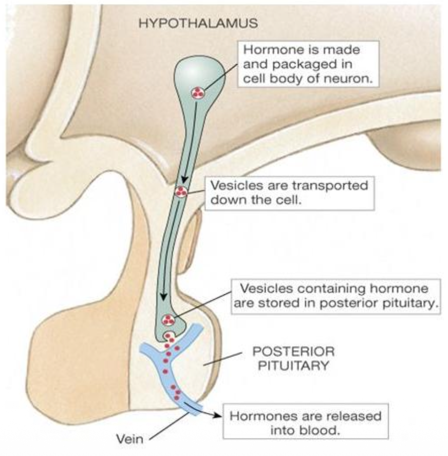 <ul><li><p><strong><mark data-color="purple" style="background-color: purple; color: inherit;">is an extension of a nerve tissue</mark></strong></p></li><li><p><strong><mark data-color="purple" style="background-color: purple; color: inherit;">stores two neurohormones (oxytocin &amp; ADH) in hypothalamus.</mark></strong></p></li></ul><p></p>