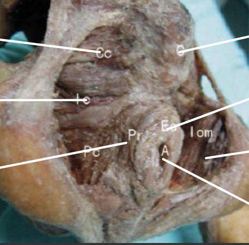 term image