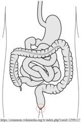 <p>anus</p>