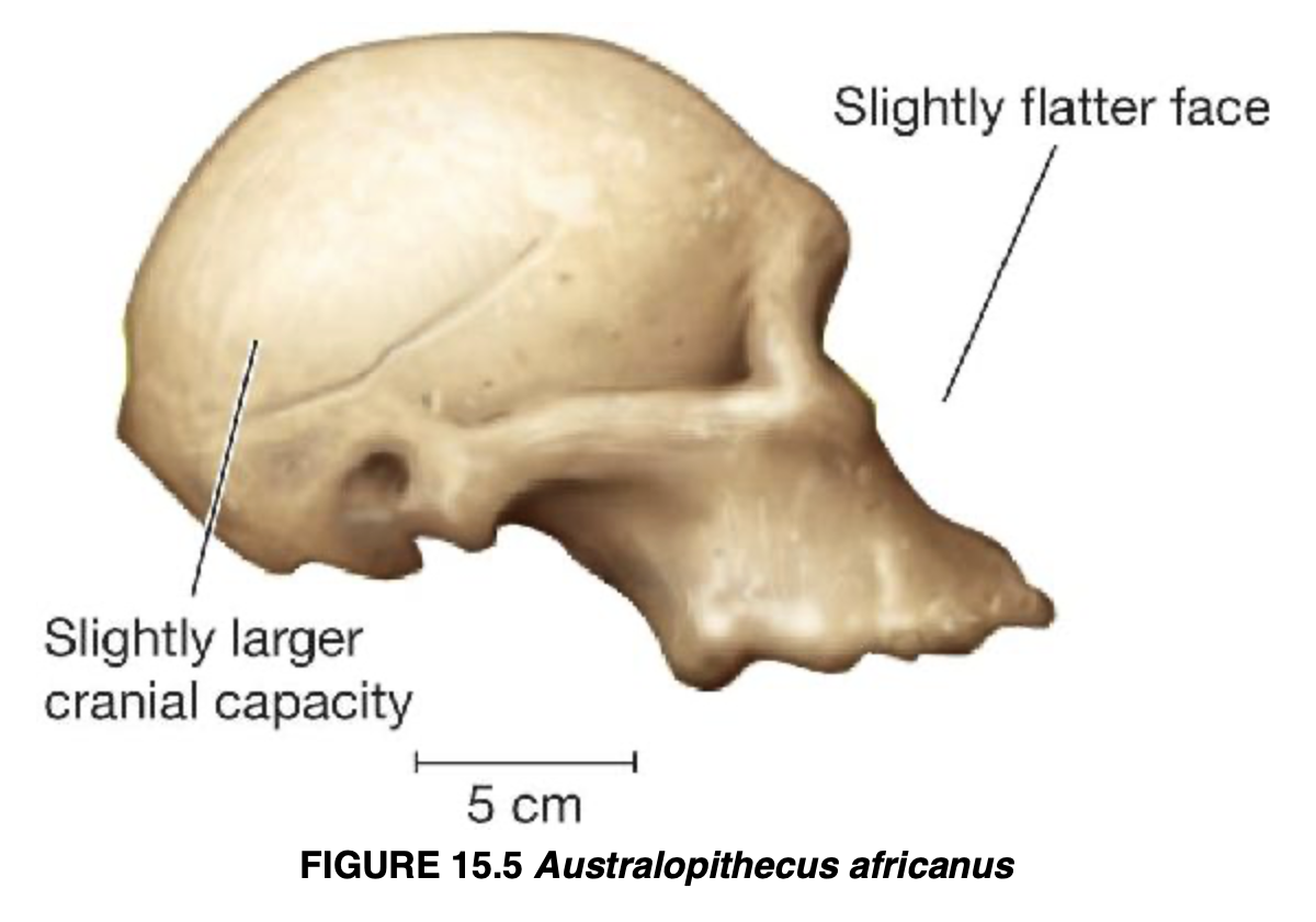 <p>Australopithecus africanus</p>