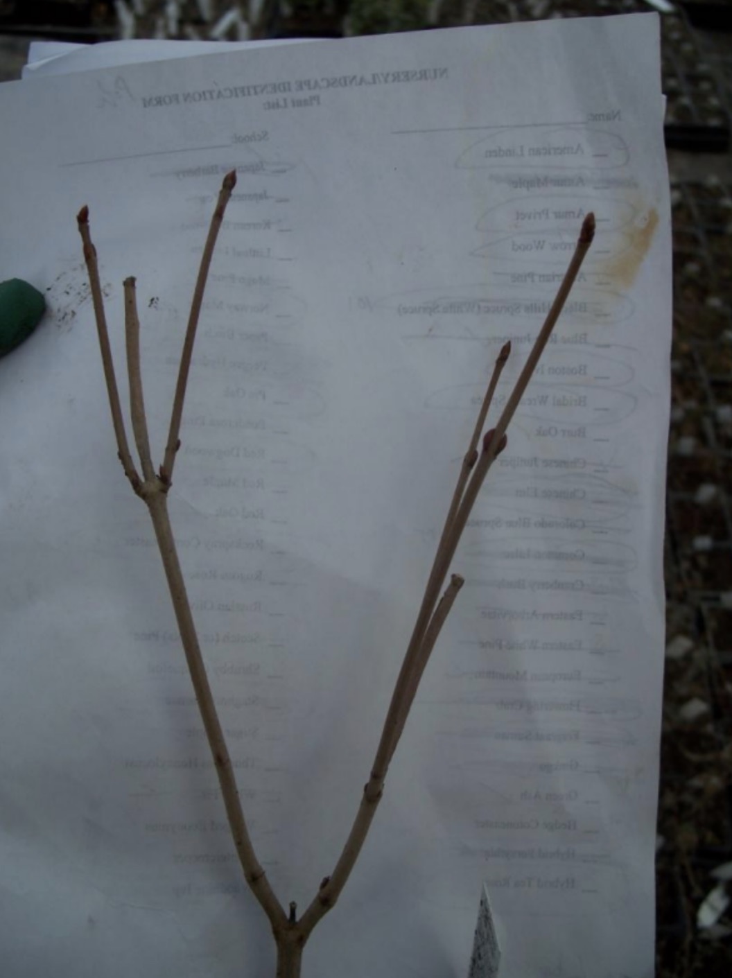 <p>What is this branch?</p>