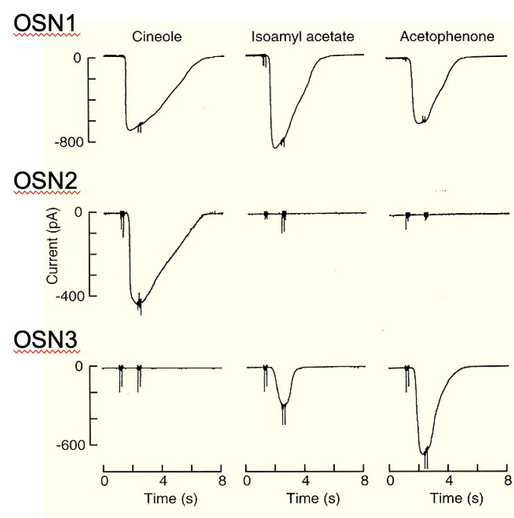 <ul><li><p><strong>OSN1:</strong> broadly tuned (responds to many odors)</p></li><li><p><strong>OSN2:</strong> narrowly tuned (specific)</p></li><li><p><strong>OSN3:</strong> selective but different preference pattern</p></li></ul><p></p>