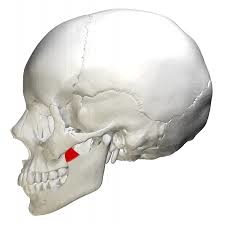 <p>Identify this part.</p>