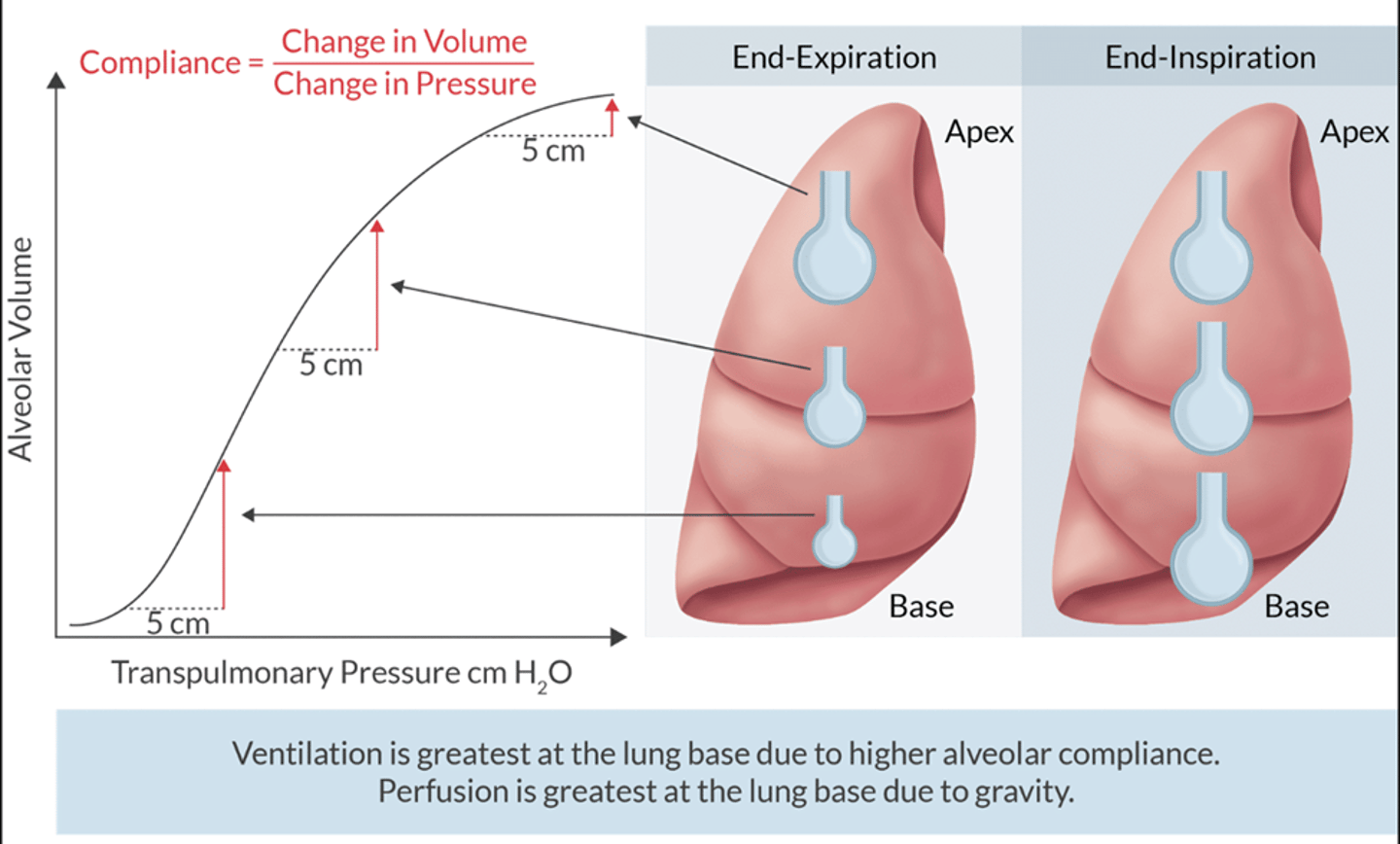 <p>this is a change in alveolar volume for a given change in pressure</p><p>not all alveoli are ventilated equally. gravitational forces are largely responsible for this d/t the effect on TTP</p><p>At end expiration the apex of the lungs is largest (higher TPP) and the alveoli at the base is the smallest (TPP is lowest)</p><p>The alveoli that has a greater degree of volumetric change (compliance) is going to be better ventilated and have better gas exchange.</p><p>** understand that the alveolar compliance represents a normal lung. At lung volume below FRC (low lung volume)= compliance is less.</p>