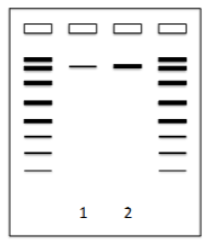 <p><span style="background-color: transparent;"><strong>Gel Electrophoresis Example:</strong> How should the band in Lane 1 compare to the band in Lane 2 when:&nbsp;</span></p><p><span style="background-color: transparent;">Tube 1: 2 µl of DNA stock.&nbsp;</span></p><p><span style="background-color: transparent;">Tube 2: 4µl of DNA stock.<strong> </strong></span></p><p><span style="background-color: transparent;">(Lecture #5-6 Questions)</span></p>