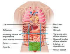 <p>bladder, female internal reproductive organs, sigmoid colon</p>