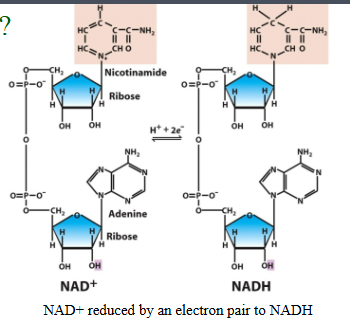 <p>REDOX reactions</p><p>Chemical reactions in which a pair of electrons are exchanged</p><p> Oxidation: removal (Loss) of electrons</p><p> Reduction: addition (Gain) of electrons</p><ul><li><p>Oxygen REALLY attracts electrons</p></li><li><p>Reducing oxygen (and oxidizing something else) gives energy</p></li></ul><p>Biological REDOX reactions often move hydrogen ions along with the electrons and so are called dehydrogenation (REDOX ) reaction</p><ul><li><p>The electrons/hydrogen are transferred to intermediaries NAD, or FAD (B vitamins)</p></li></ul><p></p>
