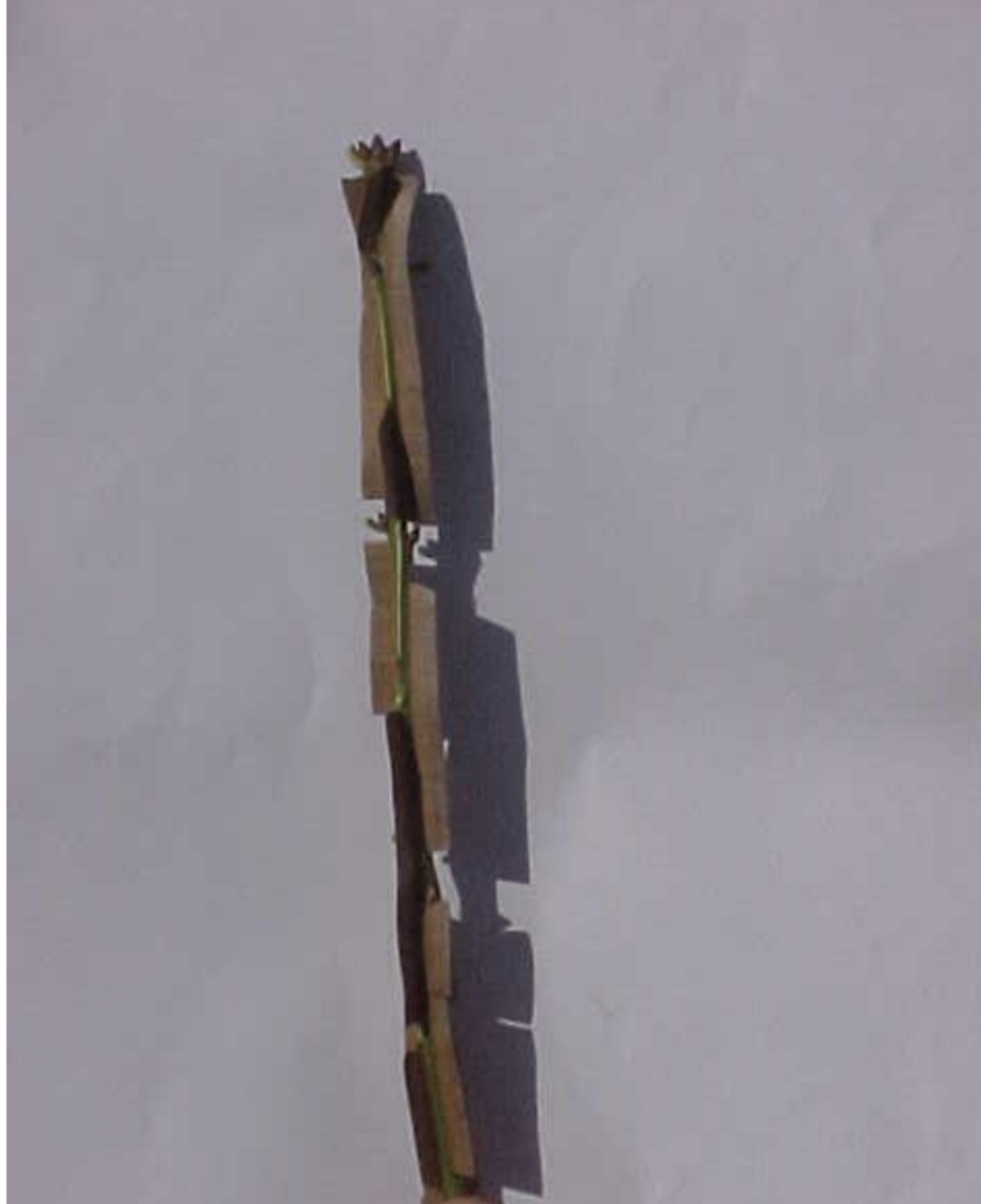 <p>What branch is this?</p>