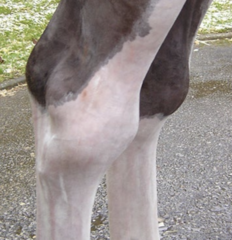 <p>What is the etiology for tibiotarsal effusion (bog spavin)?</p>