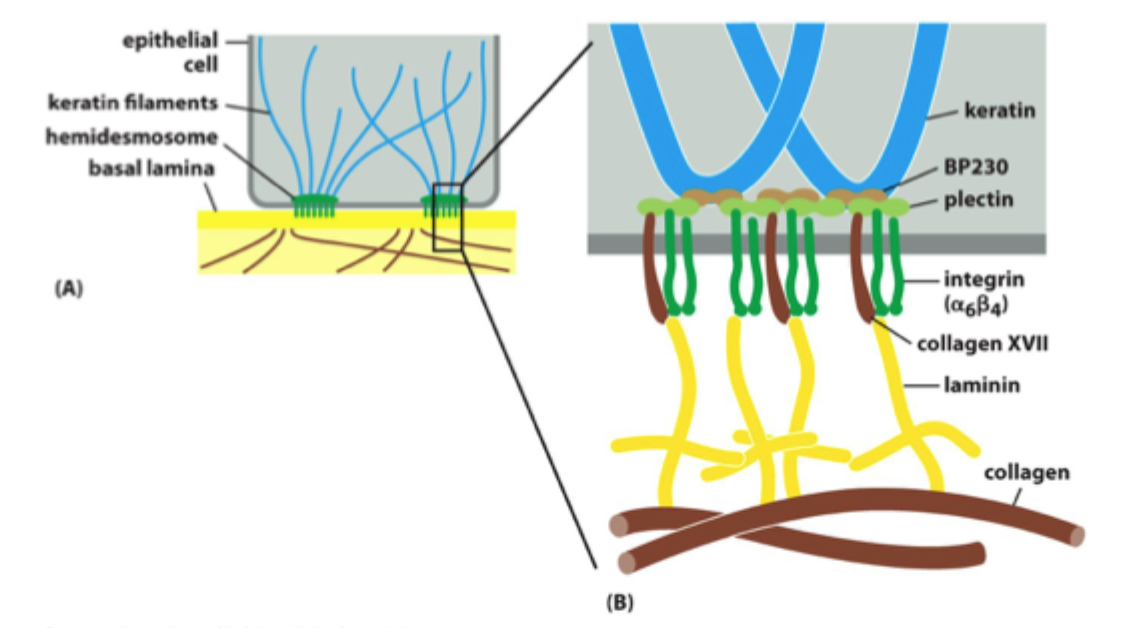 <p>Fx <strong>laminin, fibronectin og kollagen</strong>.</p>