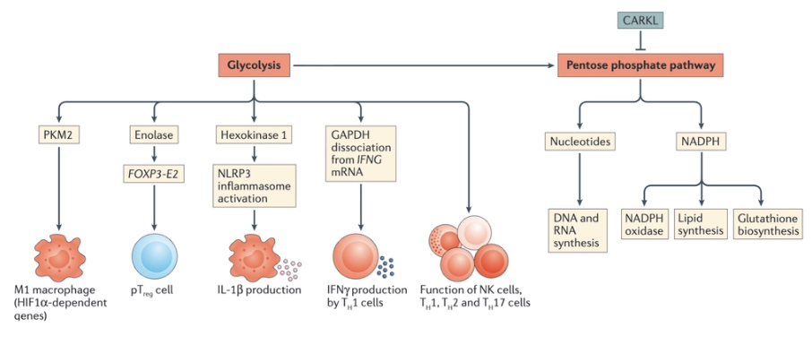 <p><span>TH1 cells it has been shown that GAPDH binds to mRNA that encodes interferon-γ (IFNγ) repressing its translation. Once glycolysis is triggered, however, GAPDH dissociates from IFNG mRNA, allowing it to be translate</span></p>