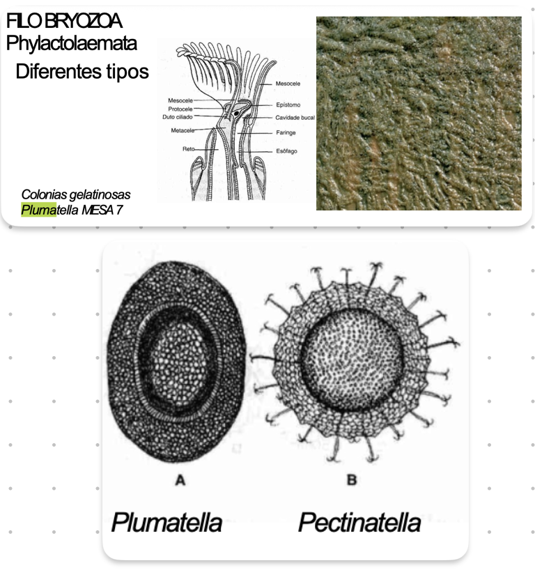 <p><strong>FILO </strong>Bryozoa<br><strong>CLASE </strong>Phylactolaemata<br><strong>ORDEN </strong>Plumatellida<br><strong>FAMILIA </strong>Plumatelidae<br><strong>GÉNERO </strong><em><u>Plumatella</u></em><br><strong>CARACTERÍSTICAS </strong>Colonias gelatinosas.<br>Masocele, Mesocele, Epístomo, Protocele, Cavidad bucal, Metacele.<br><strong>HABITAT</strong> Agua dulce, zonas de aguas salobres, zona de manglar.<br><br><strong>CARACTERÍSTICAS </strong>Estatoblasto, estructura para dispersión y resistencia.</p>