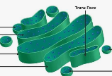 <p>Golgi Bodies/Apparatus</p>