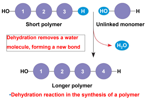 <p>Occurs when two monomers <u>bond together</u> through the loss of a water molecule</p>