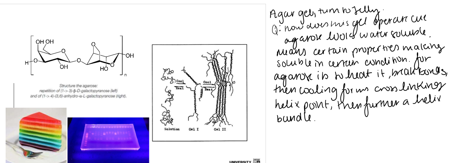 <p>Agarose is a <strong>water-soluble polysaccharide (polymer)</strong> that forms a <strong>physical gel</strong> through <strong>hydrogen bonding</strong>, not permanent covalent crosslinks.</p><p><span data-name="thermometer" data-type="emoji">🌡</span> Step 1 – Heat → Solution </p><p>When agarose is <strong>heated</strong>, thermal energy breaks many of the <strong>hydrogen bonds</strong> between polymer chains.</p><p> </p><ul><li><p>The chains separate and become <strong>random coils</strong>.</p></li><li><p>They dissolve throughout the water.</p></li><li><p>The mixture behaves like a <strong>liquid (solution)</strong>.</p></li></ul><p> </p><p><strong>Key point:</strong> The polymer itself does <strong>not</strong> break—only the weak intermolecular interactions between chains.</p><p> </p><p> <span data-name="snowflake" data-type="emoji">❄</span> Step 2 – Cool → Helix formation (Gel I) </p><p>As the solution cools:</p><p> </p><ul><li><p>The polymer chains begin to reform hydrogen bonds.</p></li><li><p>Individual chains fold into <strong>ordered helical structures</strong>.</p></li><li><p>These helices act as the first physical junction points.</p></li></ul><p> </p><p>This is the beginning of gel formation.</p><p> </p><p> <span data-name="spider_web" data-type="emoji">🕸</span> Step 3 – More cooling → Helix bundles (Gel II) </p><p>With further cooling:</p><p> </p><ul><li><p>Multiple helices associate together into <strong>helix bundles</strong>.</p></li><li><p>These bundles connect throughout the entire sample.</p></li><li><p>A continuous <strong>3D percolated network</strong> is formed.</p></li><li><p>Water becomes trapped inside this network.</p></li></ul><p> </p><p>At this point the material behaves like a <strong>solid gel</strong>, even though it is still mostly wate</p>