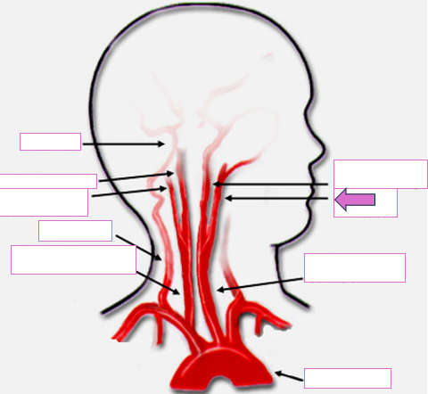 <p>Based on the indicated area, identify this vessel</p>