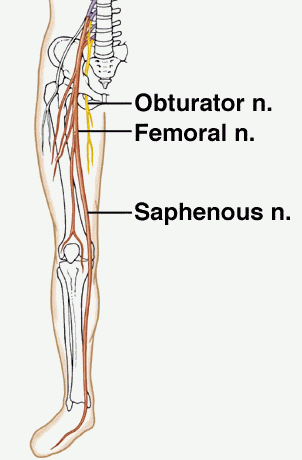<p>Crosses the medial incision; commonly causes numbness lateral to the scar.</p>