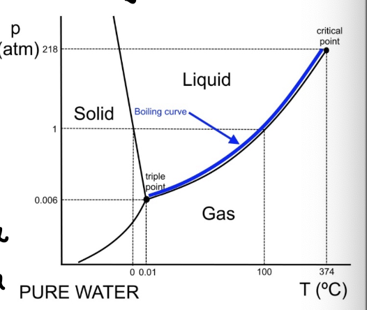 <p>boiling curve- seperates liquid water and water vapour, at 1 atm water boils at 100 degrees celsius </p><p>during boiling temperatures stays constant as all added heat is used for the phase transition → this heat is called latent heat </p>