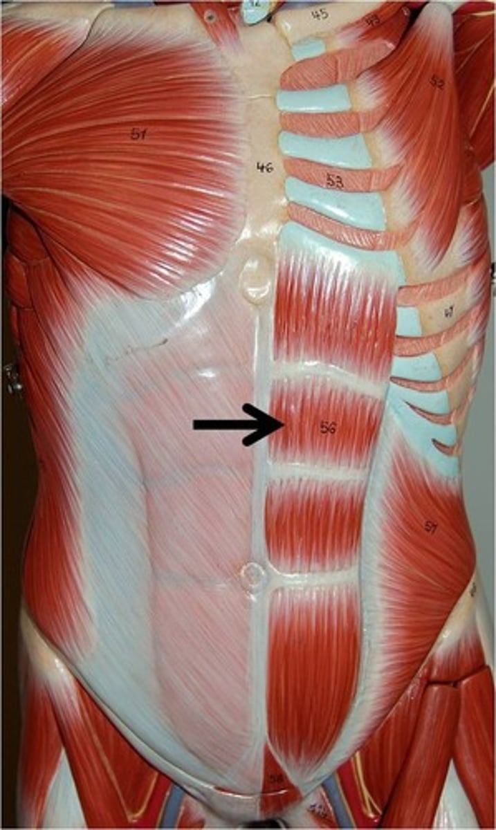<p>Action - flexes vertebral column</p><p>Origin - pubic symphysis (&amp; pubic crest) of pelvis</p><p>Insertion - cartilage of ribs 5-7 &amp; xiphoid process</p>