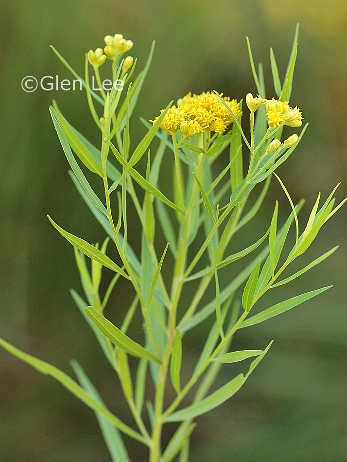 <p>common grass-leaved-goldenrod</p>