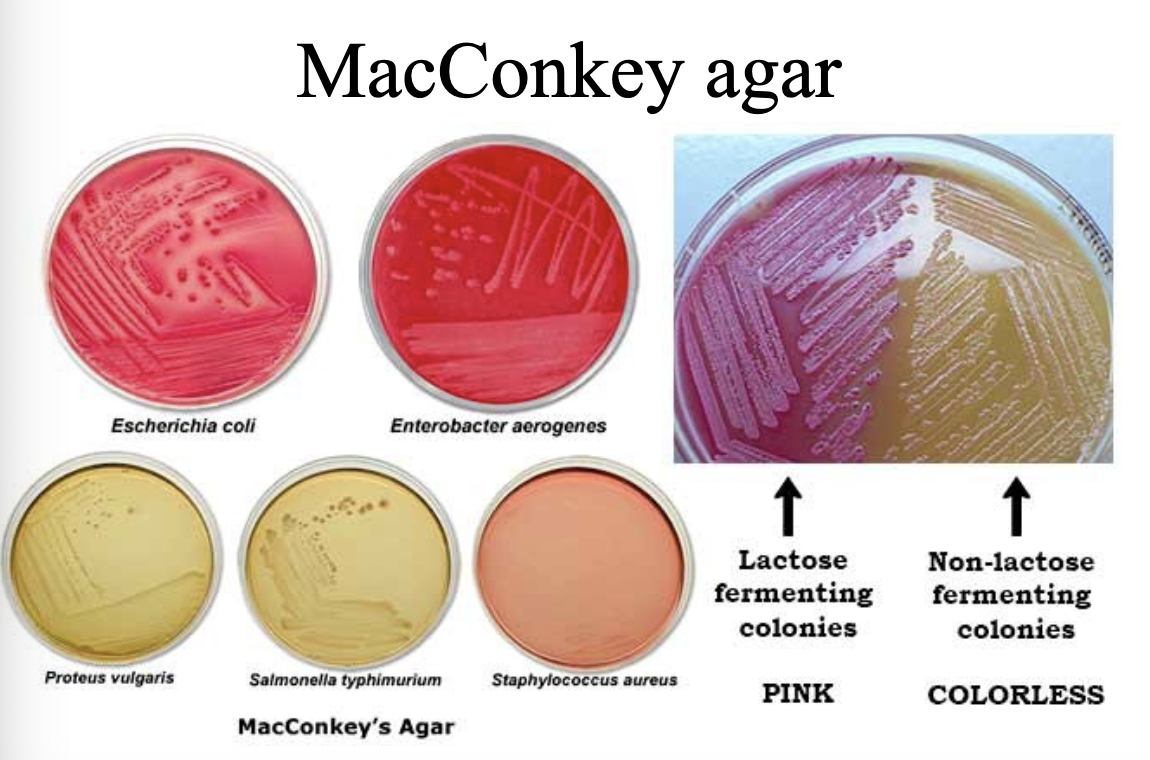 <p>Differentiates <strong>lactose fermenters vs non-fermenters</strong> and selects for Gram-negative bacteria </p><p><u>Inhibits Gram-positive organisms</u> by bile salts and crystal violet. </p>