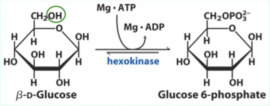 <p>Besides <strong>induced fit,</strong> what catalytic strategy does hexokinase use?</p>