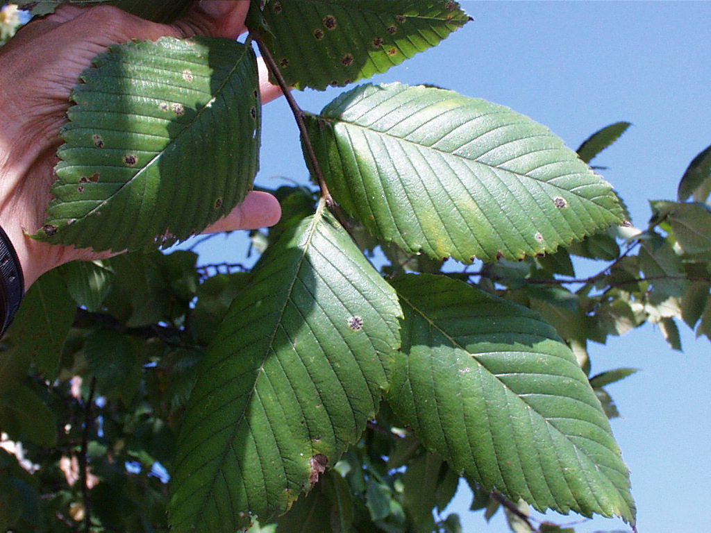 <p>scientific name</p>