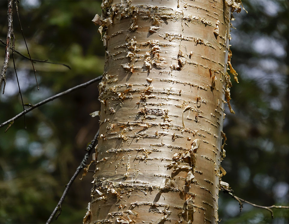 <p>Yellow bark peeling in strips, egg-shaped leaves</p>