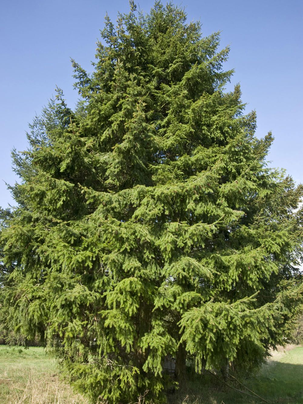 <ul><li><p>Kieferngewächs, immergrün</p></li><li><p>flache, nicht spitze Nadeln</p></li><li><p>25-50 m hoch</p></li><li><p>weiche Nadeln, duften zerrieben nach Orange</p></li><li><p>Zapfen mit dreizilpfigen Deckschuppen</p></li><li><p>heimisch in Nordamerika</p></li><li><p>seit etwa 100 Jahren in Mitteleuropa</p></li><li><p>enorme Wuchsleistung</p></li></ul><p></p>