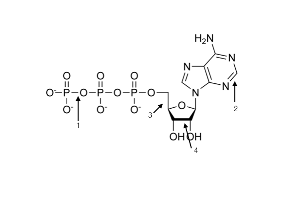<p><span>ATP carries energy within the cell. The majority of the energy in ATP is stored in which of the following bonds indicated in the image below?</span></p>